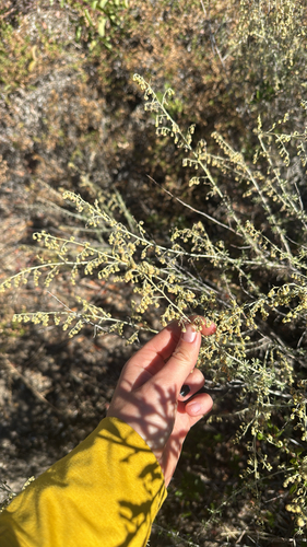 Artemisia californica, 2026-10-25