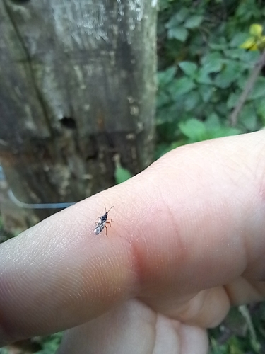 Anthocoris observed 2026-10-26