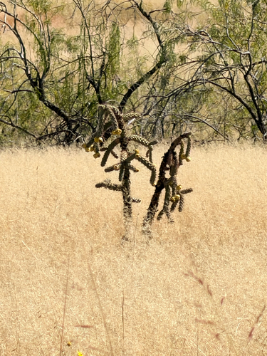 tree cholla