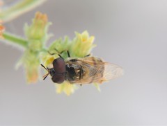 Copestylum marginatum