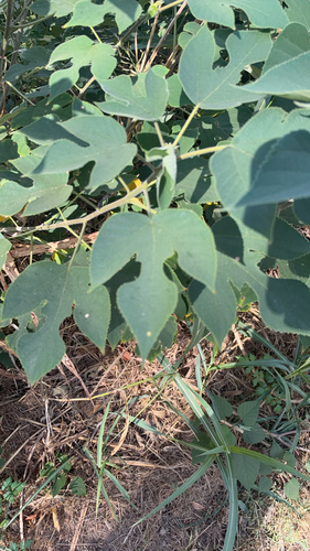 Broussonetia papyrifera observed 2026-10-26