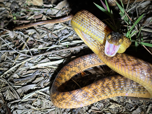 Boiga irregularis observed 2026-10-26