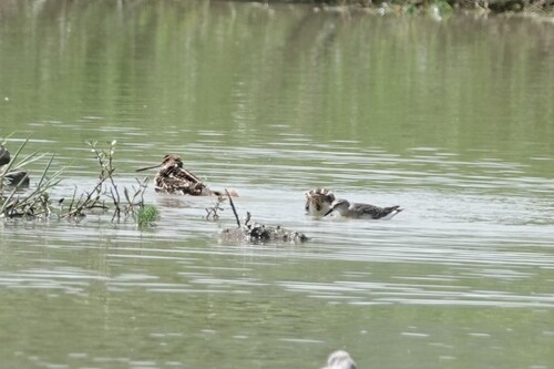 Common Snipe
