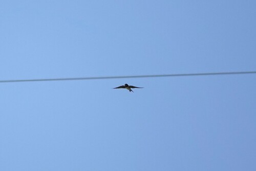 Barn Swallow
