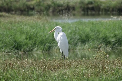 Great Egret