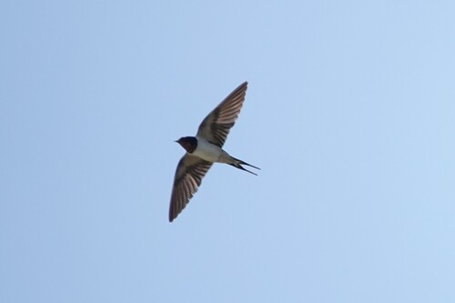 Barn Swallow