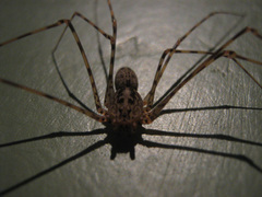 Scytodes globula