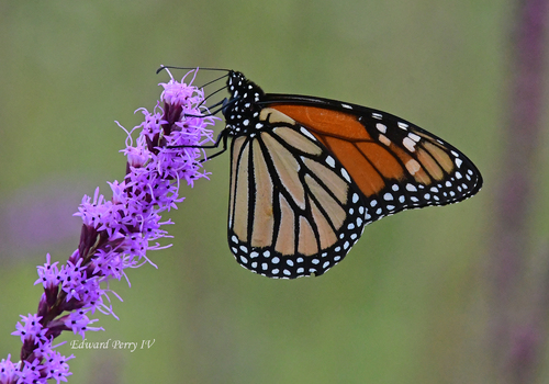 Monarch