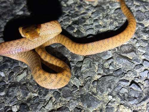 Boiga irregularis observed 2026-10-26
