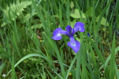 Iris sanguinea