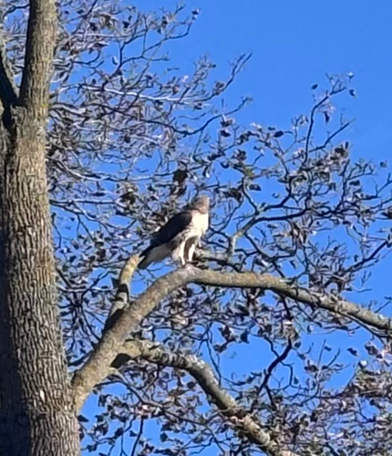 Red-tailed Hawk