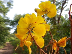 Senna velutina