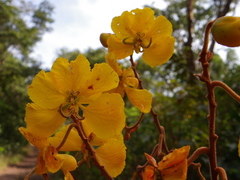 Senna velutina
