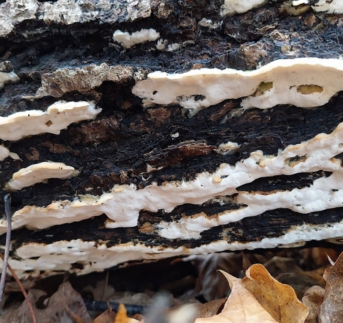Oxyporus populinus, 2026-10-25