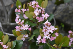 Angiospermae