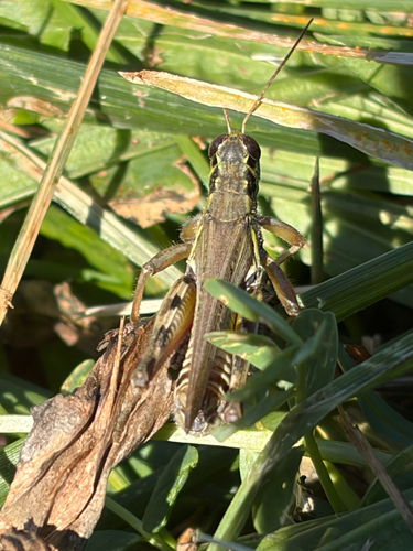 Red-legged Grasshopper
