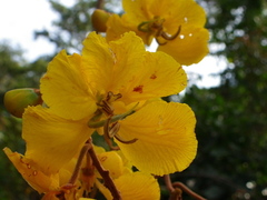 Senna velutina