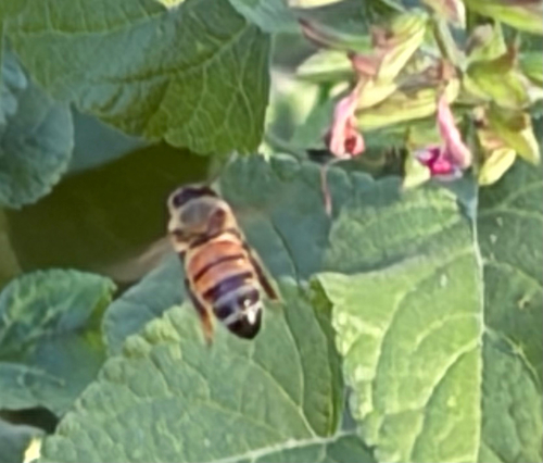 Western Honey Bee
