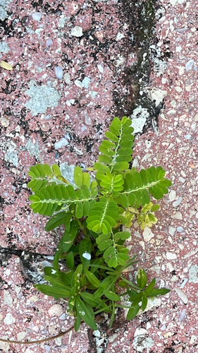 Phyllanthus amarus observed 2026-10-26