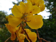 Senna velutina