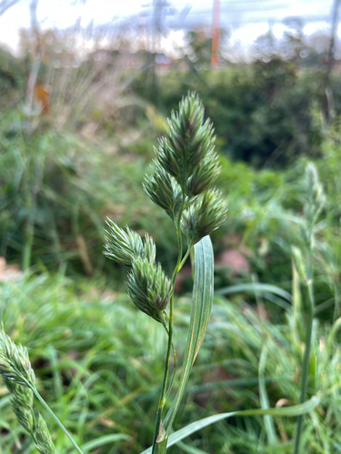 Dactylis glomerata observed 2026-10-26