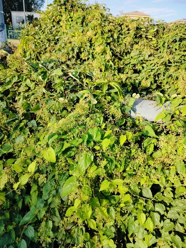 Humulus lupulus, 2026-10-26