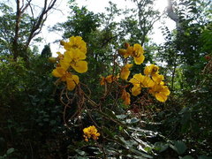 Senna velutina
