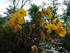 Senna velutina