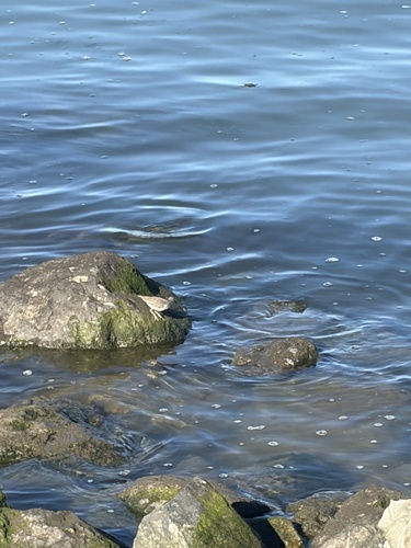 Spotted Sandpiper