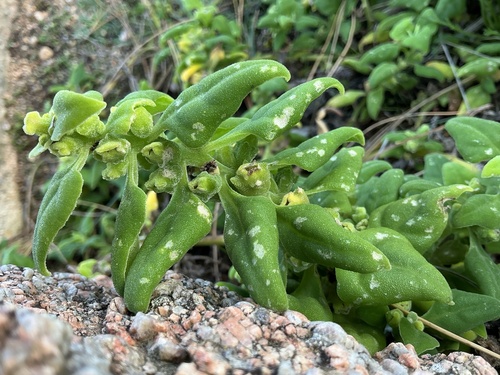 Tetragonia tetragonoides observed 2026-10-26