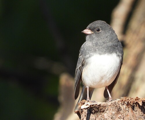 Junco ardoisé