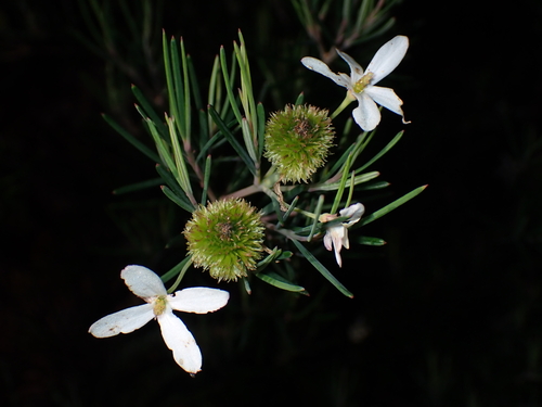 Ricinocarpos pinifolius observed 2026-10-26