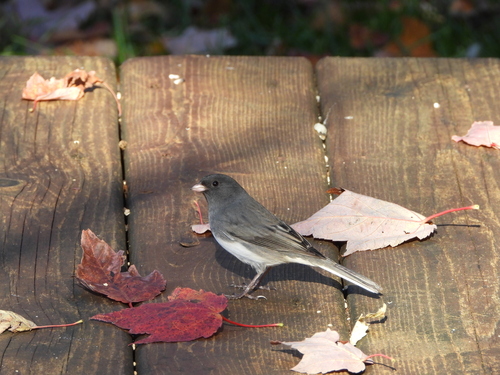 Junco ardoisé