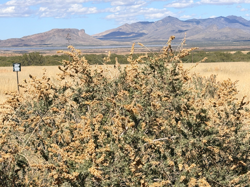 Fourwing Saltbush