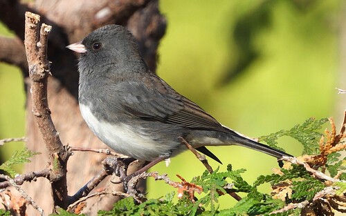 Junco ardoisé