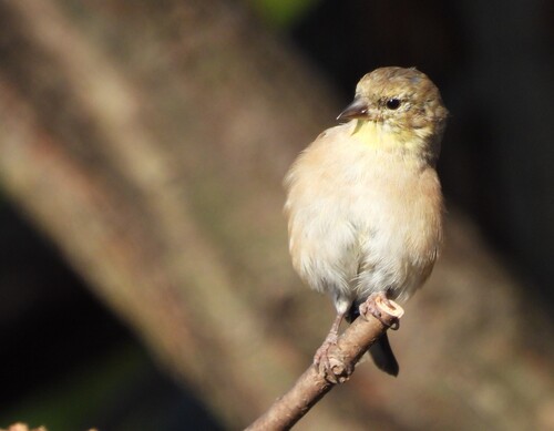 chardonneret jaune