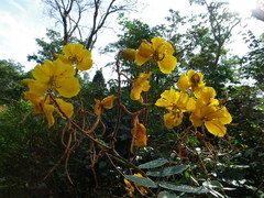 Senna velutina