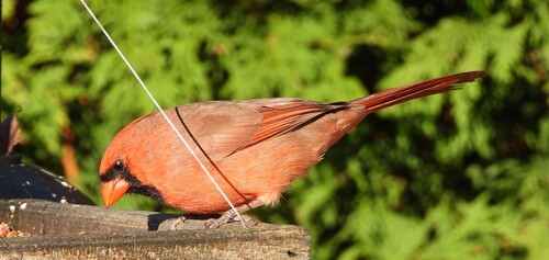 cardinal rouge