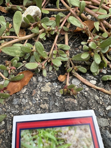 Common Purslane