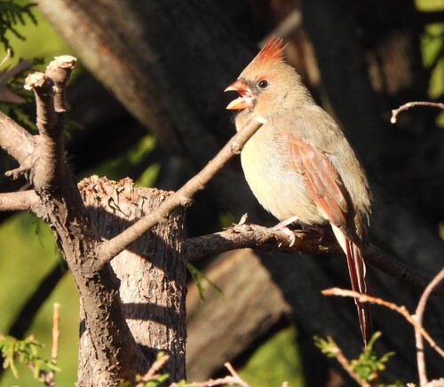 cardinal rouge