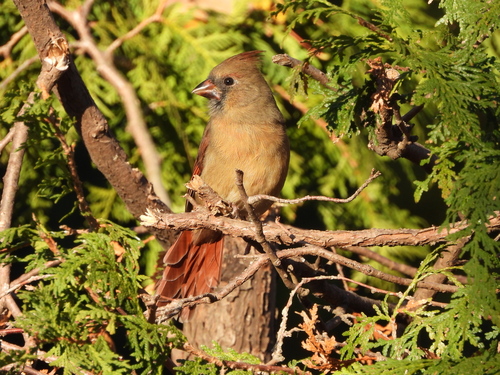 cardinal rouge