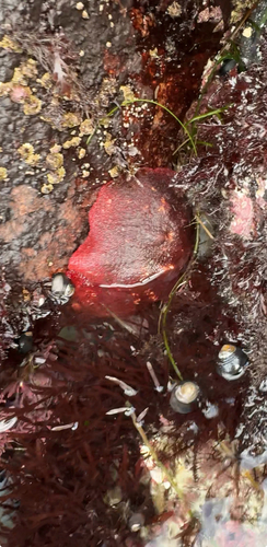 Cryptochiton stelleri observed 2026-10-25