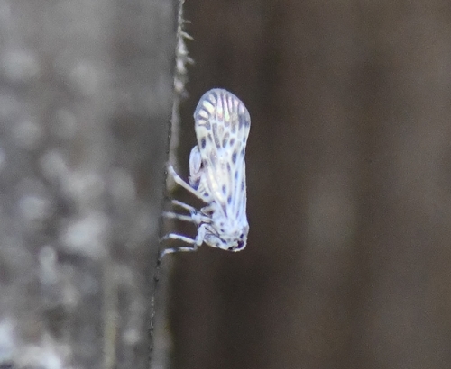 Cedusa maculata