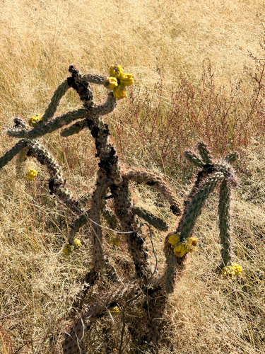 tree cholla