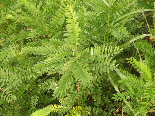 Amorpha fruticosa observed 2026-10-25