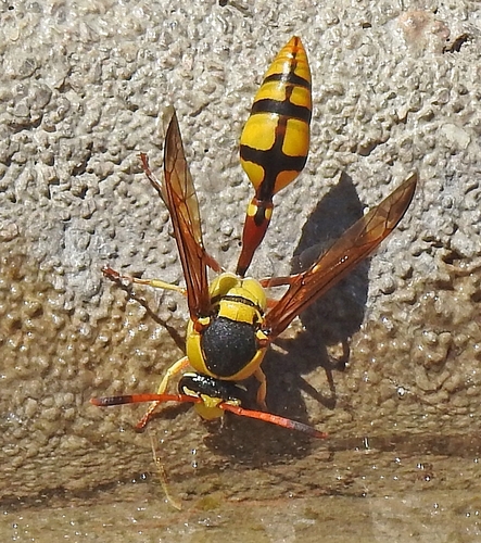 Delta lepeleterii