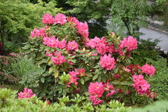 Angiospermae
