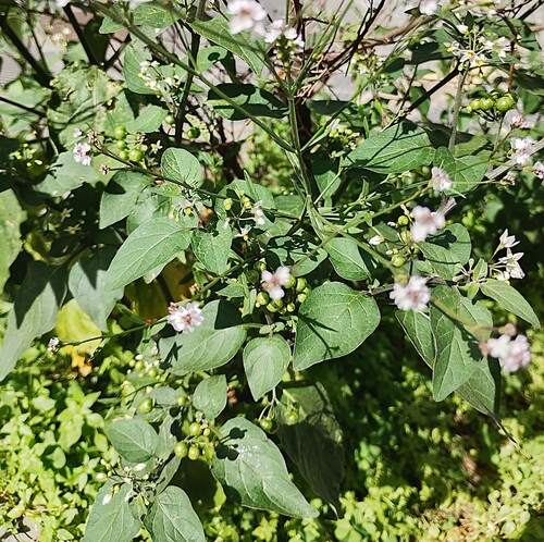 Solanum americanum observed 2026-10-26