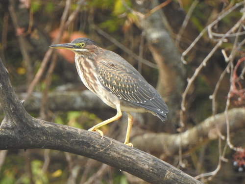 Green Heron