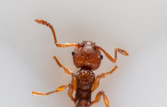 Myrmica sabuleti